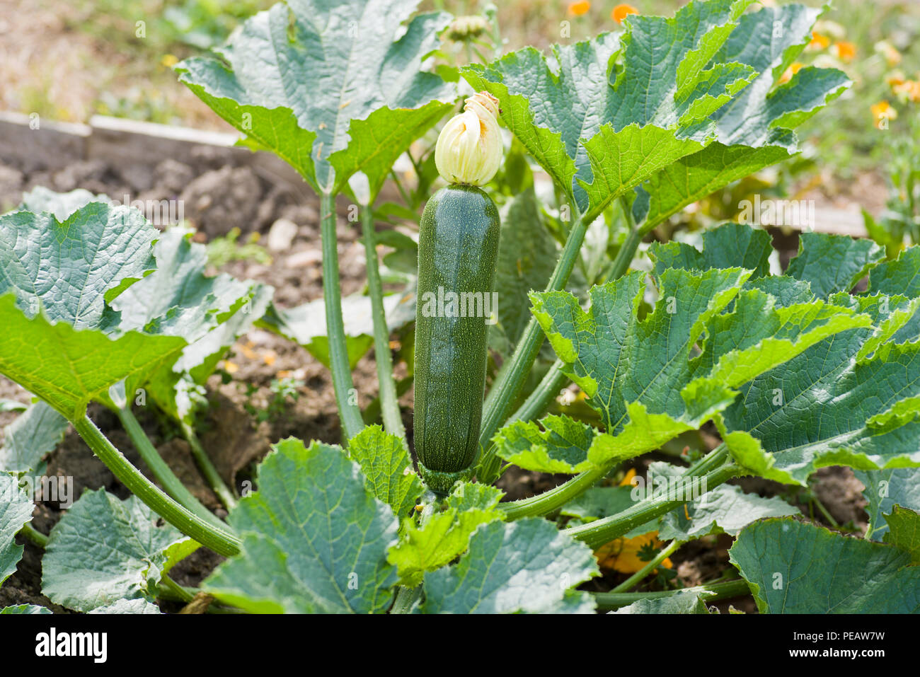 Courgette (zucchini) plant growing with flower attached to the fruit