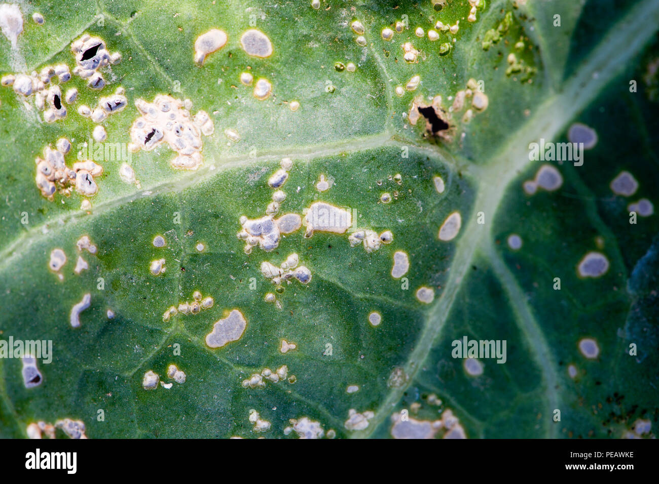 Damage to a brassica leaf (Brassica oleracea)) caused by cabbage white caterpillars and flea beetle Stock Photo