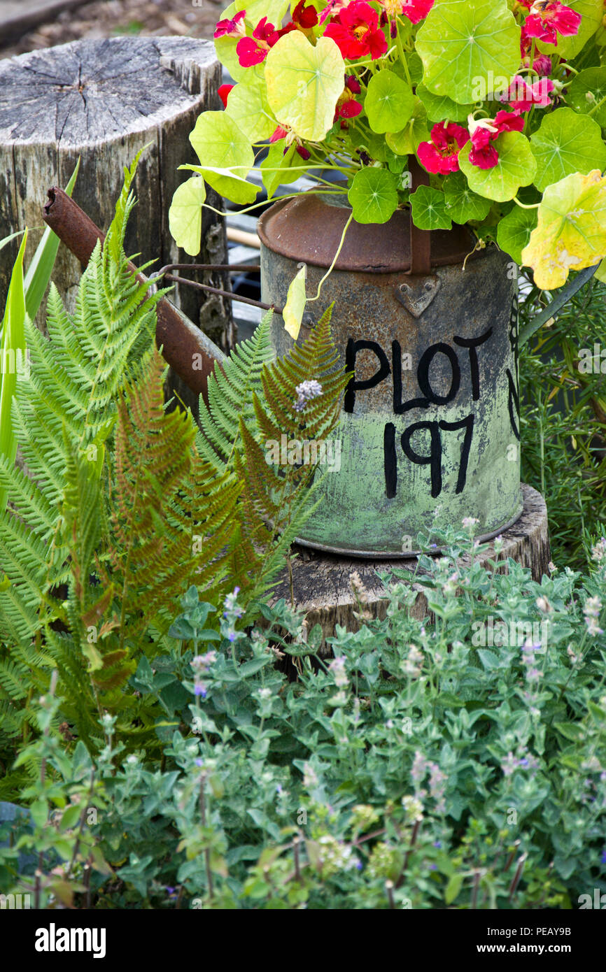 Allotment plot number written on the side of an old metal watering can. The can is also being used as a garden planter. Stock Photo