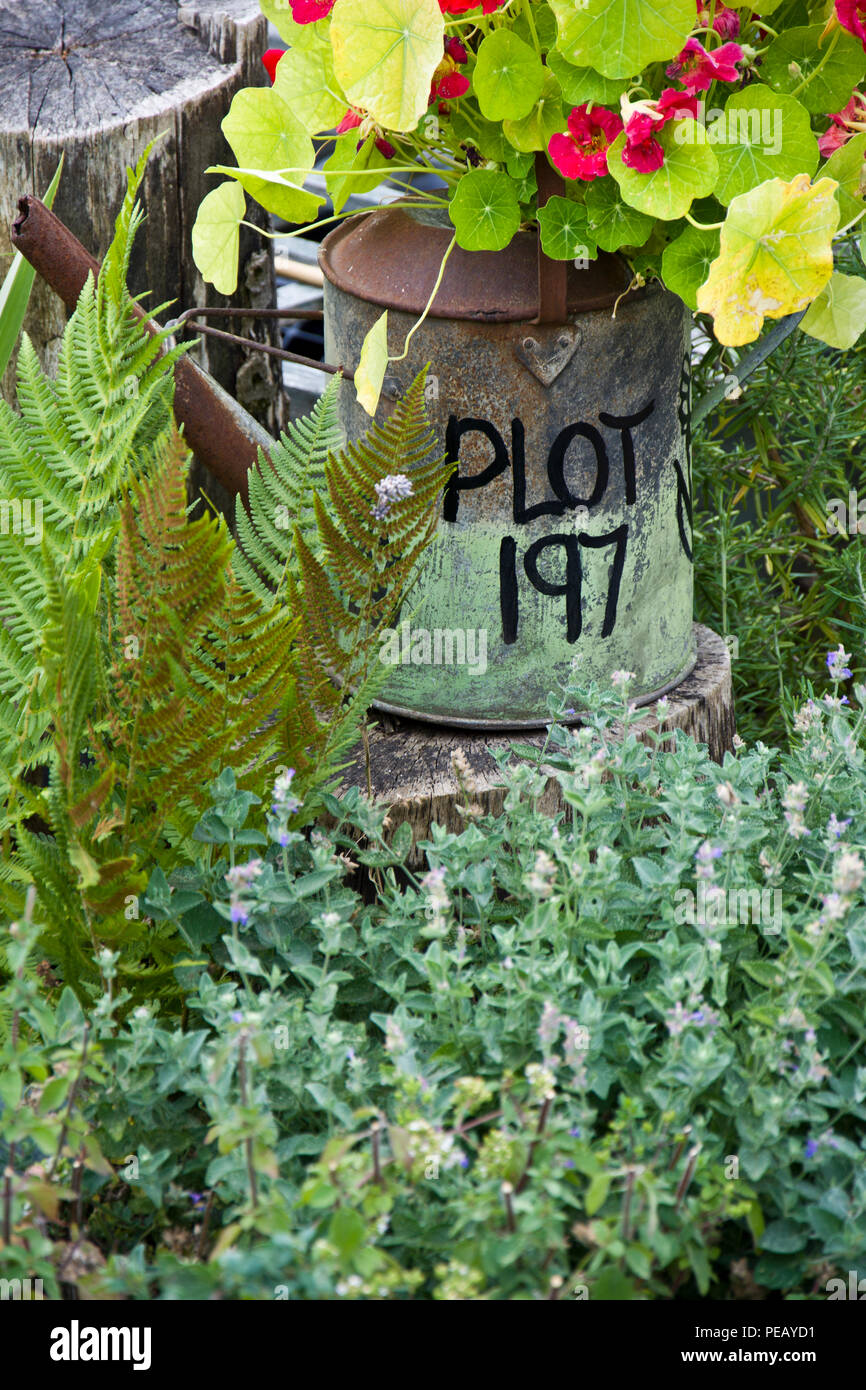 Allotment plot number written on the side of an old metal watering can. The can is also being used as a garden planter. Stock Photo