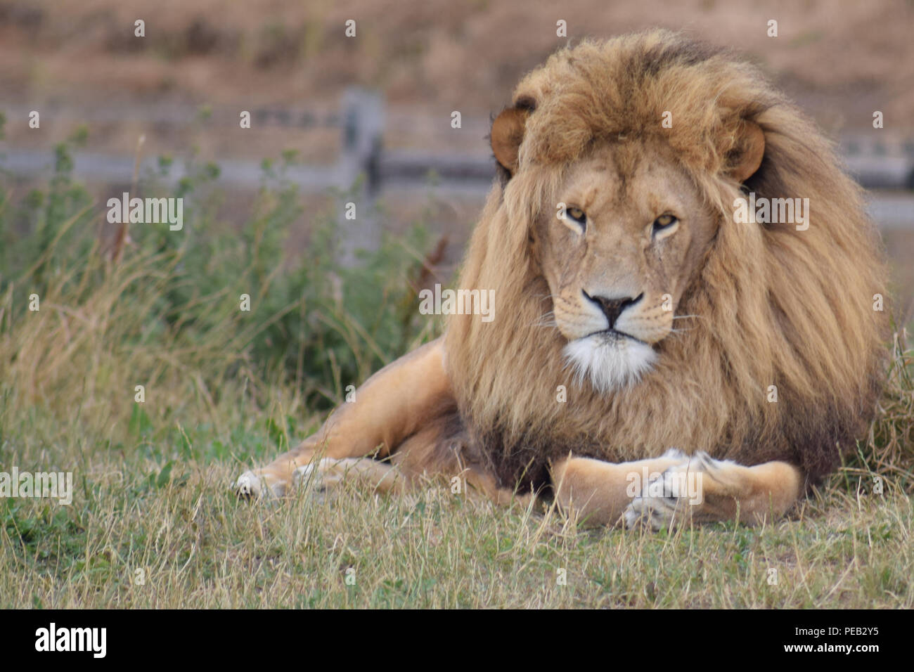 African lion in wildlife park uk hi-res stock photography and images ...