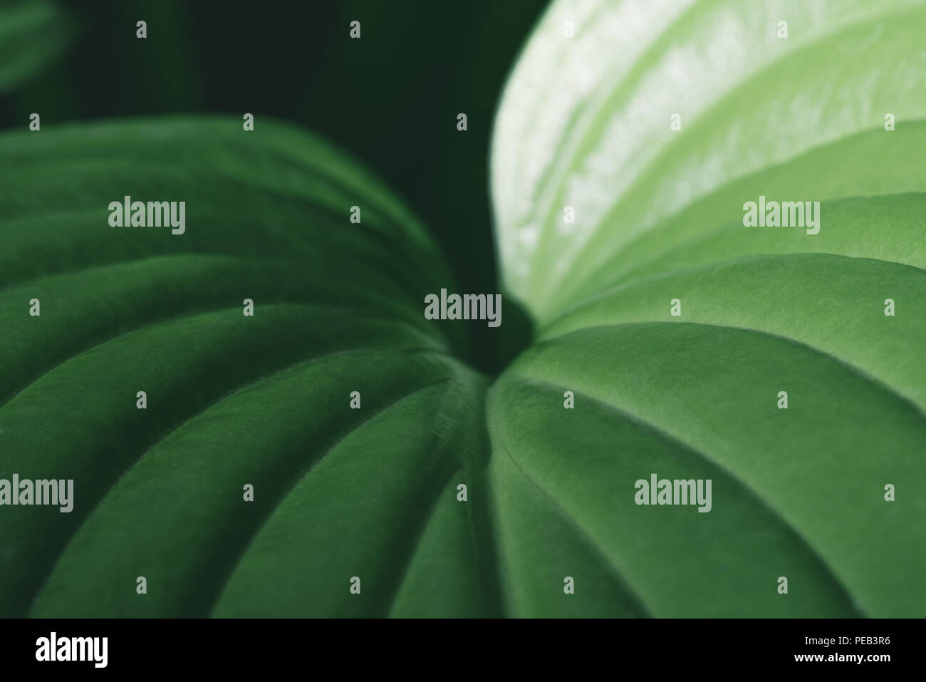 close up background with green leaf on black Stock Photo - Alamy