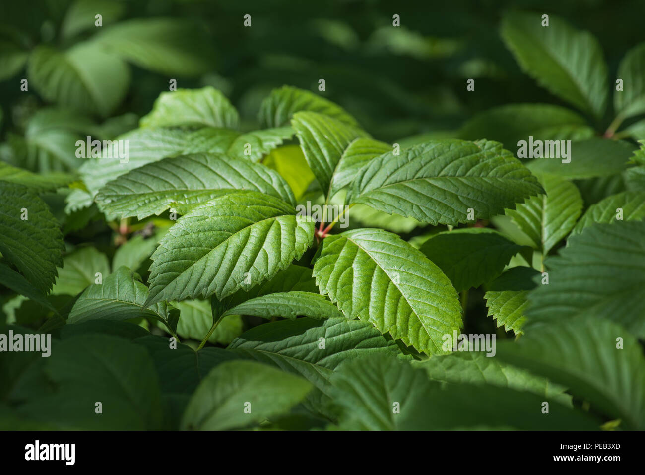 Green nature background with grape leaves Stock Photo - Alamy