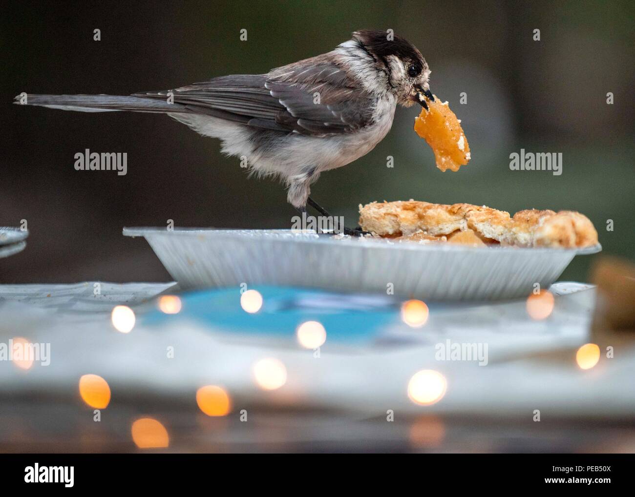 Oakridge Oregon Usa 12th Aug 2018 A Gray Jay Feasts On An Apple Pie Left Out At A Campsite Along Waldo Lake Near Oakridge In The Willamette National Forest Gray Jays Are
