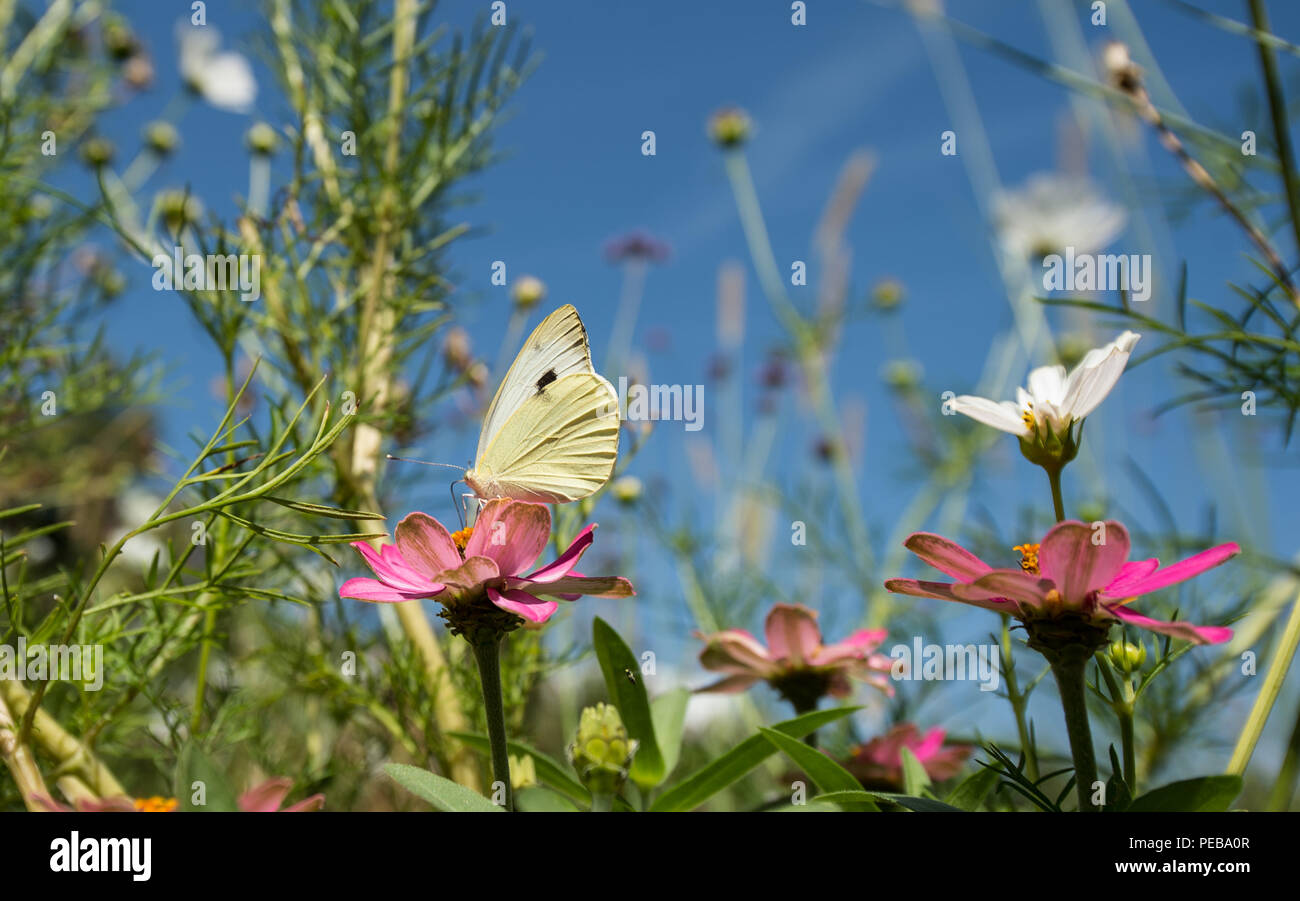 09 August 2018, Bad Schwalbach, Germany: A green vein whiting can be seen on the grounds of the Hessian State Garden Show. The garden show is open to visitors until October 7, 2018. Photo: Silas Stein/dpa Stock Photo