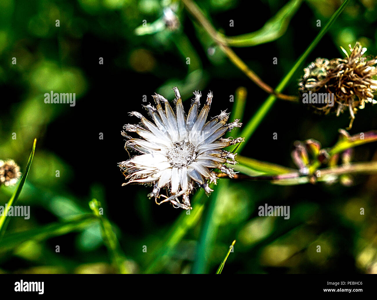 Spinning seeds hires stock photography and images Alamy