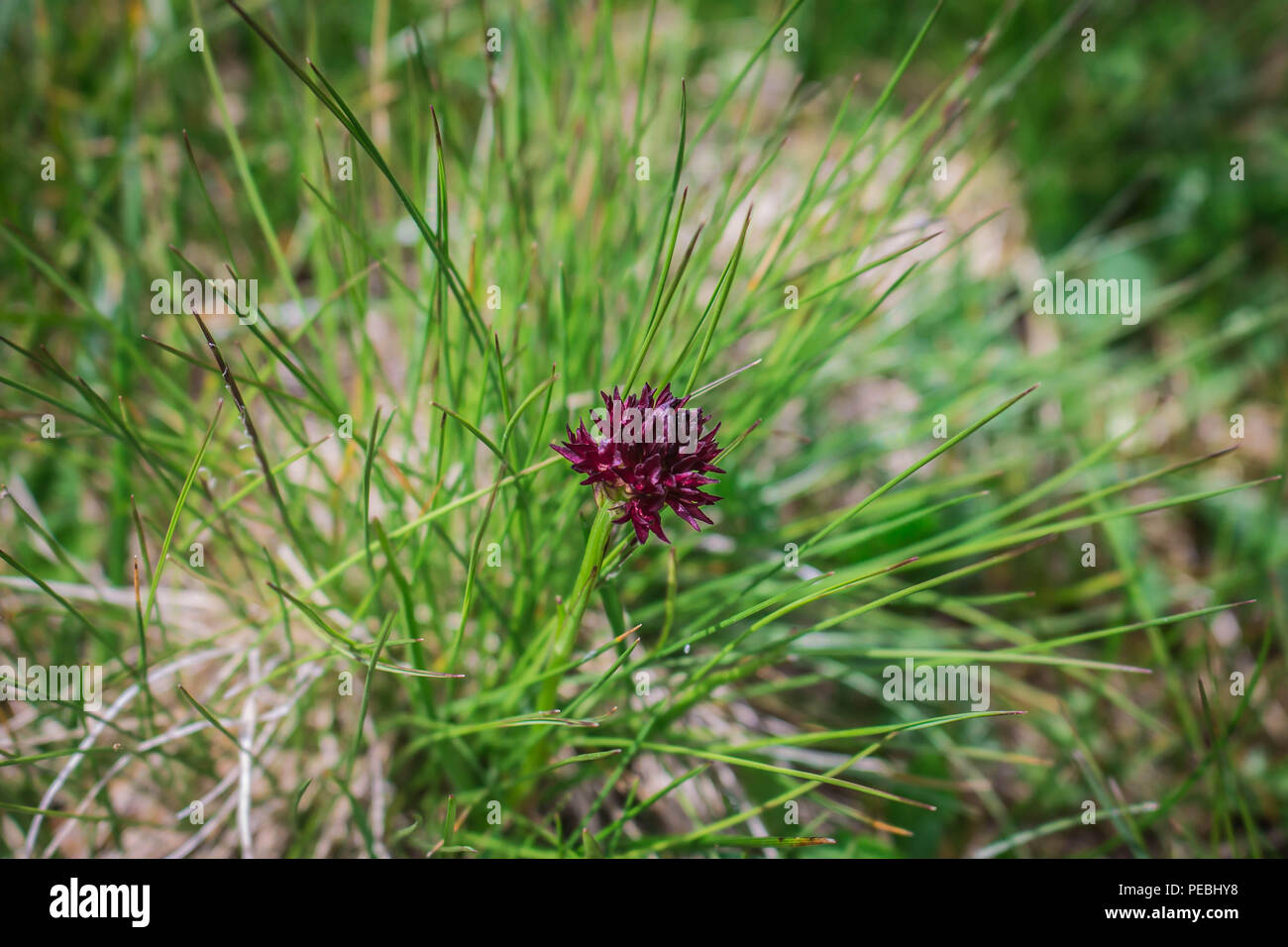 Single wild species of orchid Nigritella rhellicani on Piribeg summit, Sharr mountain, Kosovo Stock Photo