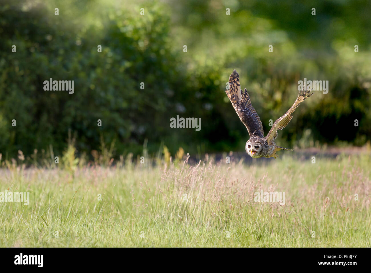 South American Chaco owl flying low over grasslands Stock Photo