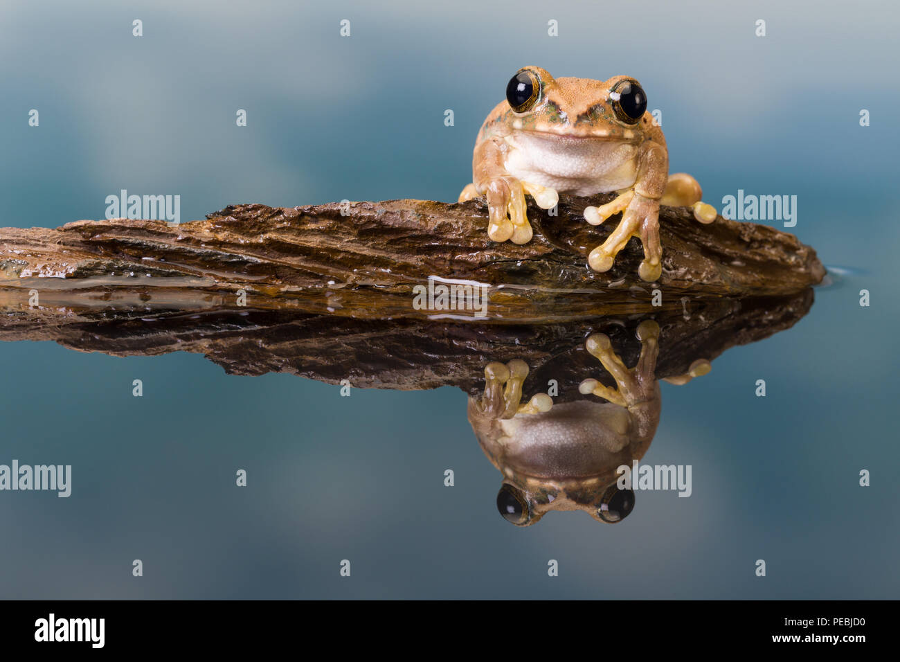 The Mission goldeneyed tree frog or Amazon milk frog (Trachycephalus