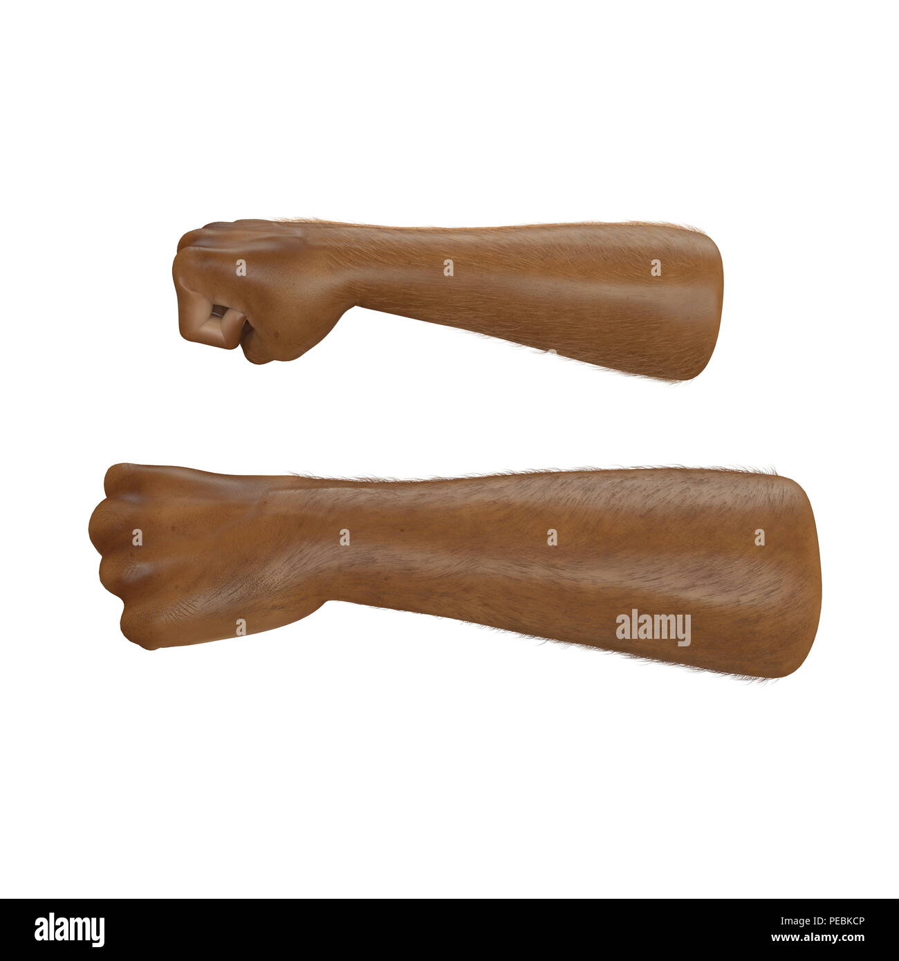 Man hand Swarthy Skin clenched into fist on white. 3D illustration ...