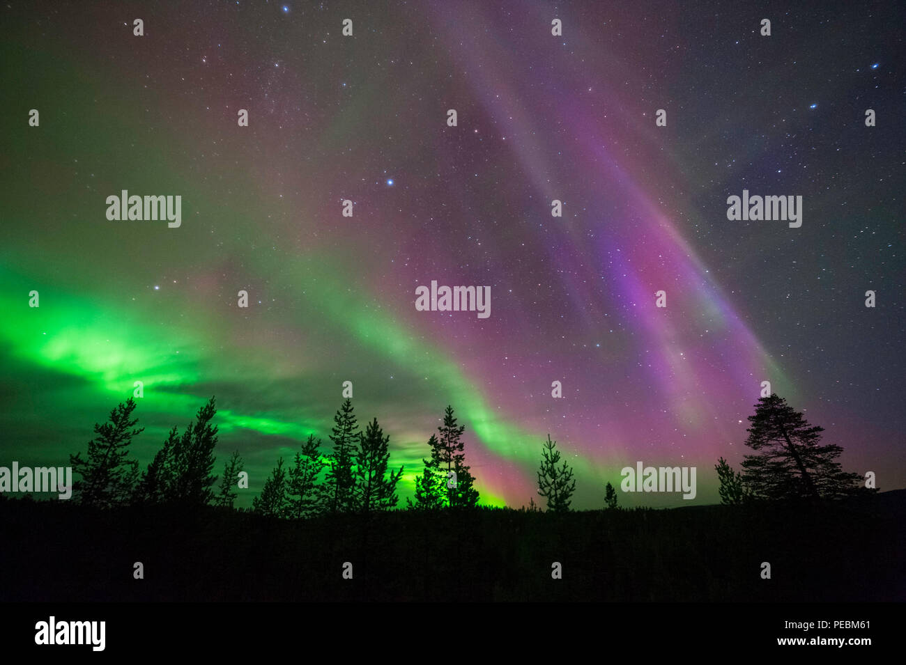 Aurora Borealis, Northern Lights, above boreal forest Stock Photo - Alamy
