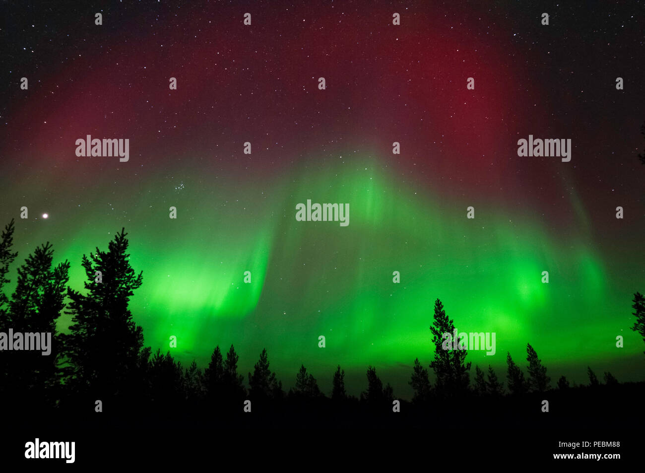 Aurora Borealis, Northern Lights, above boreal forest Stock Photo - Alamy