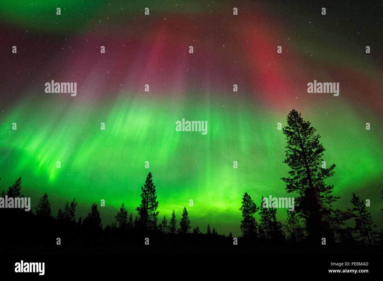 Aurora Borealis, Northern Lights, above boreal forest Stock Photo - Alamy