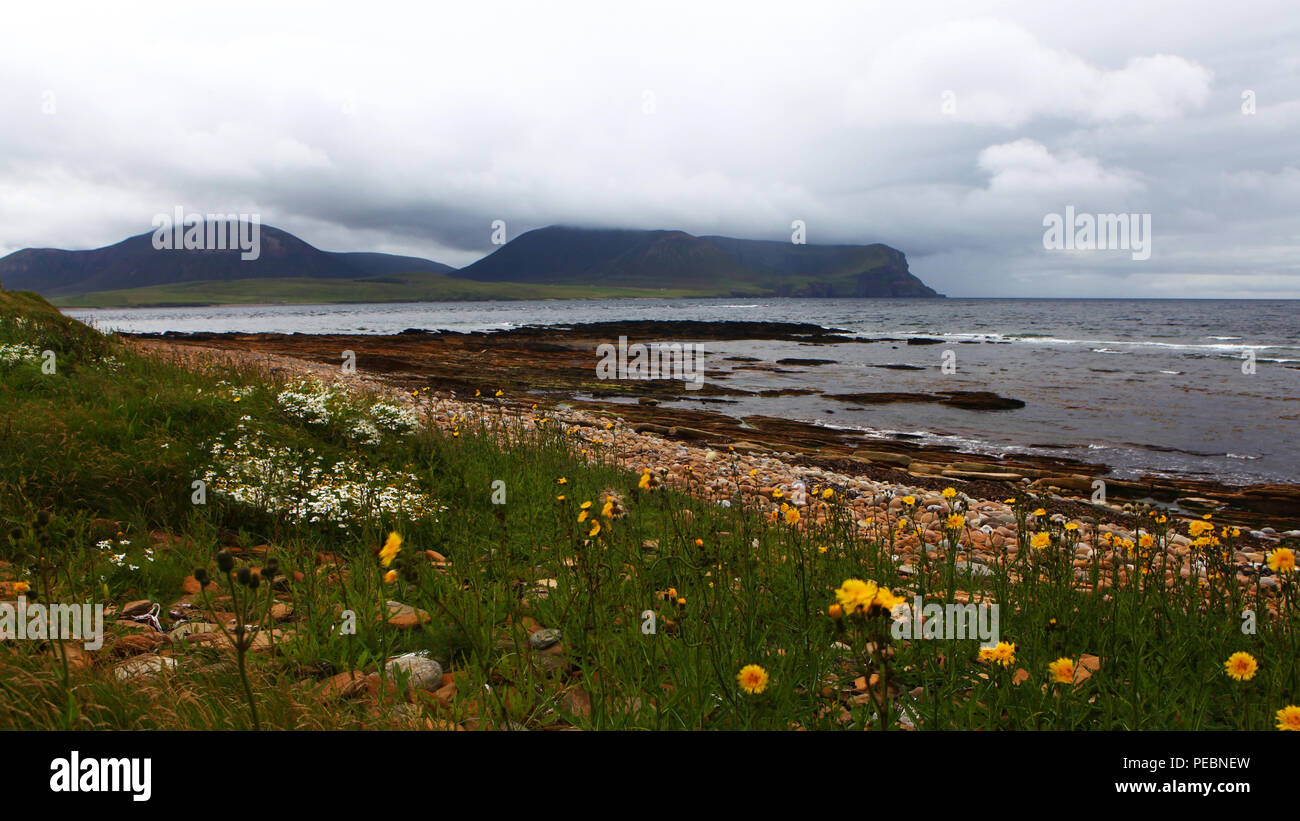 View of Warbeth Bay, Orkney with flowered foreground Stock Photo