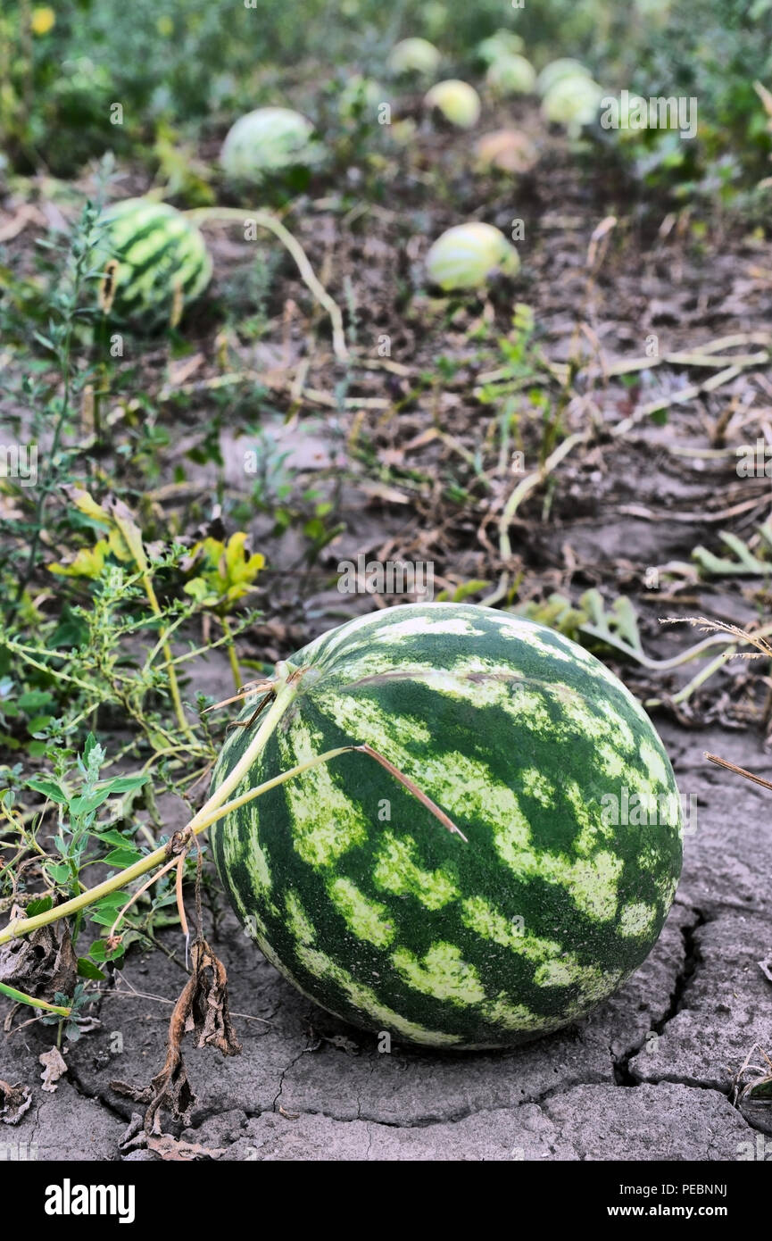 Watermelon plantation hi-res stock photography and images - Alamy