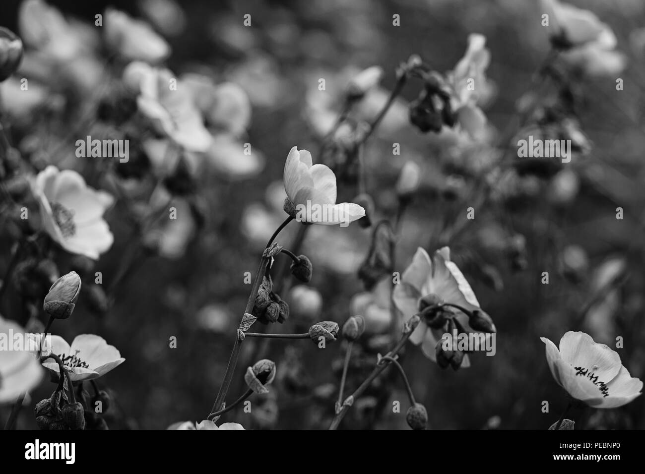Black and white california poppy hi-res stock photography and images ...