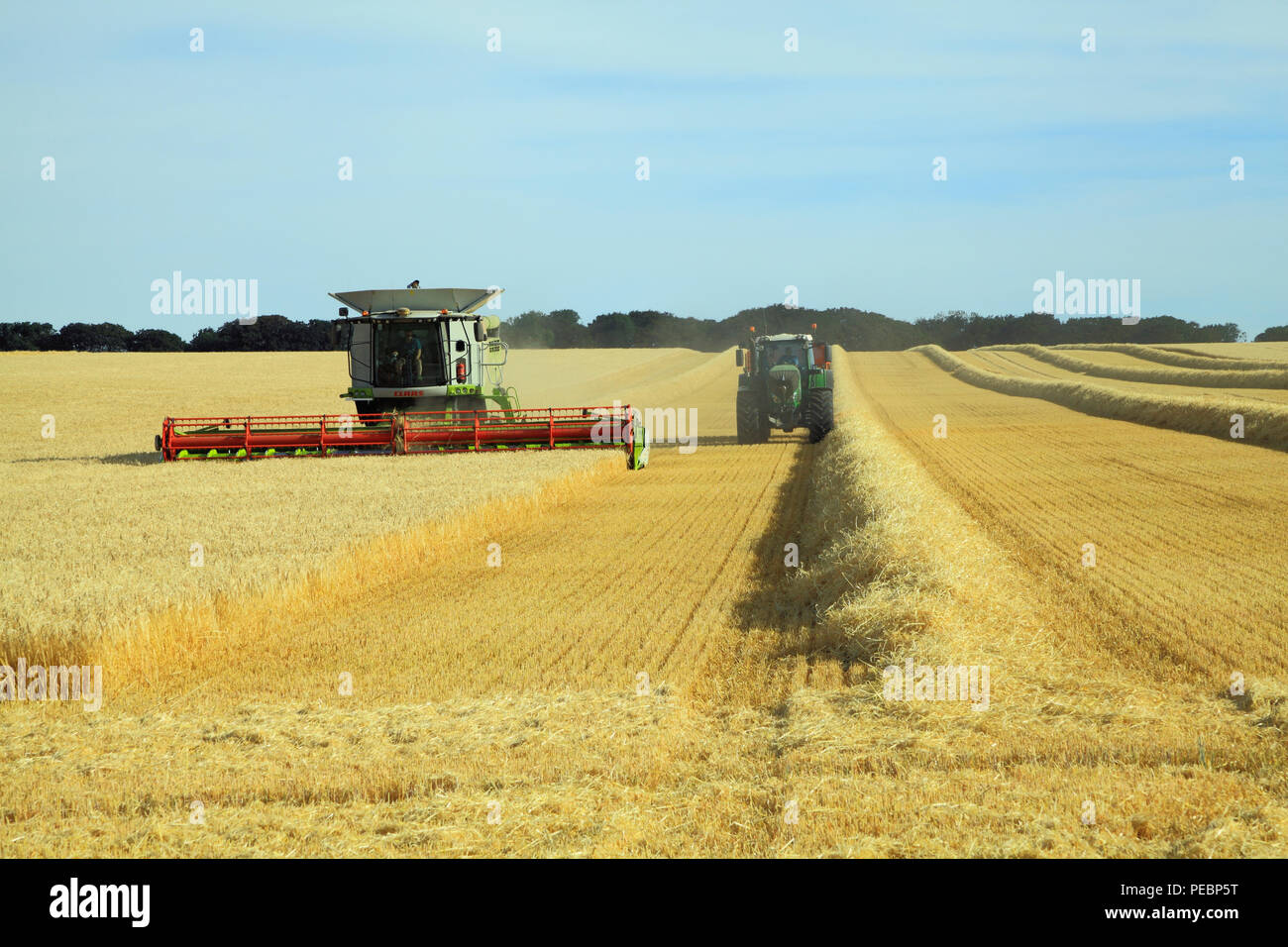 Barley, field, harvest, harvester, machine, combine, Claas Lexion 760 ...