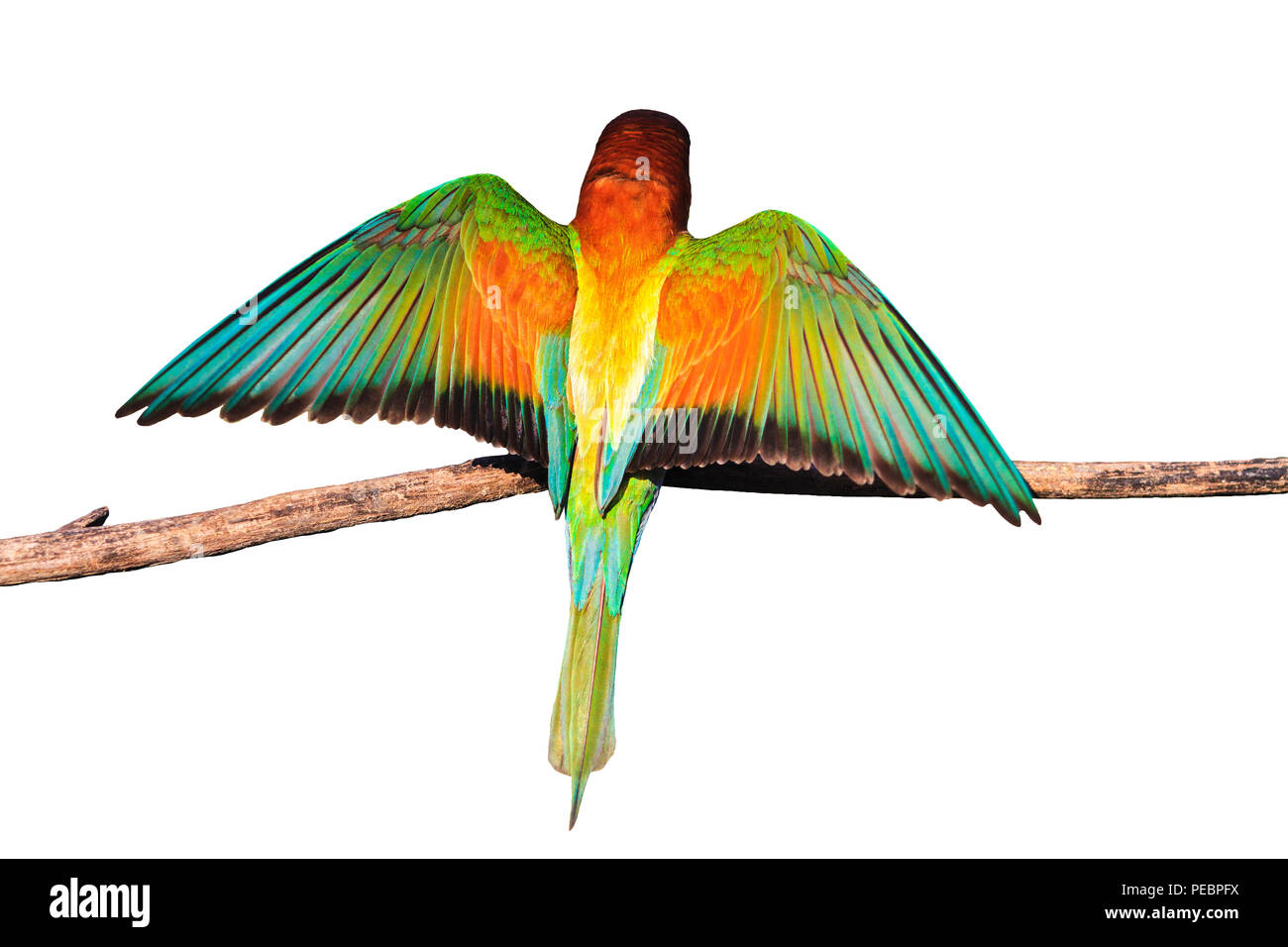 exotic colored bird revealing wings on a branch isolated on a white background Stock Photo