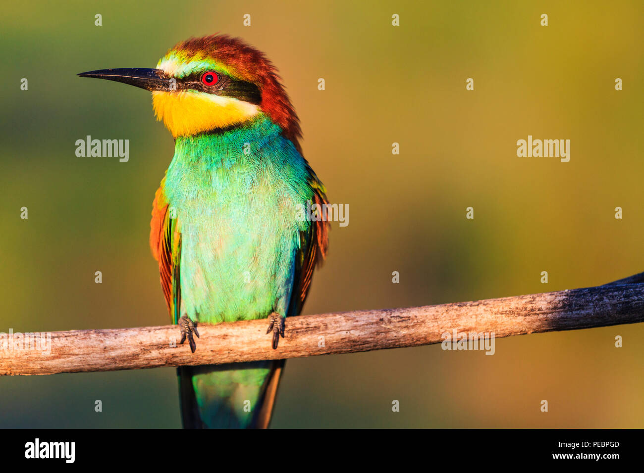 paradise colored bird sitting on a branch illuminated by the summer sun Stock Photo