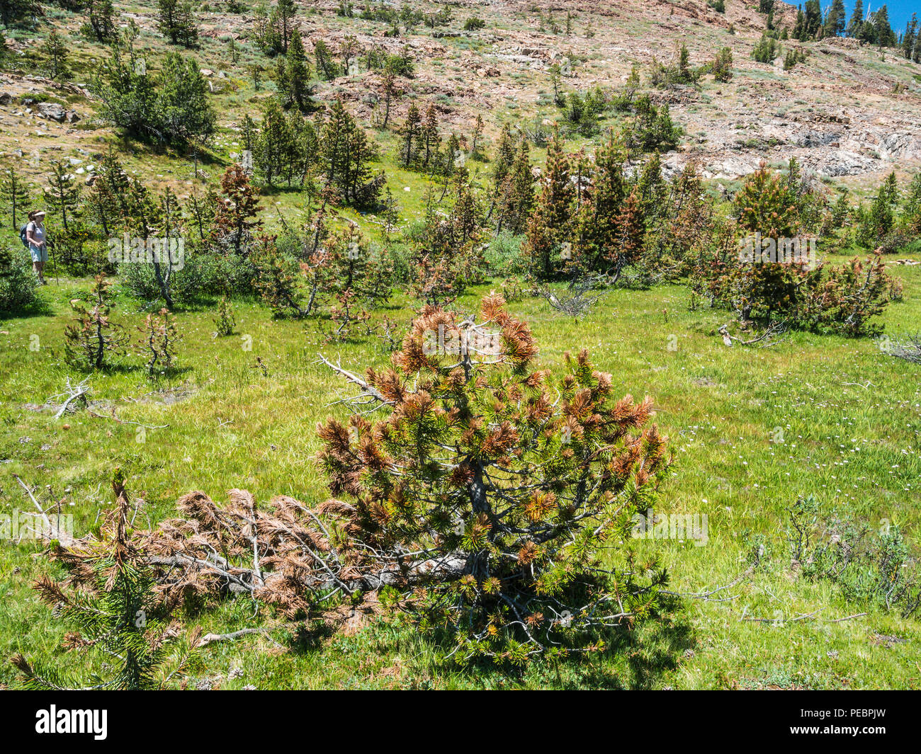 pine trees dying from bark beetle infestation Stock Photo Alamy