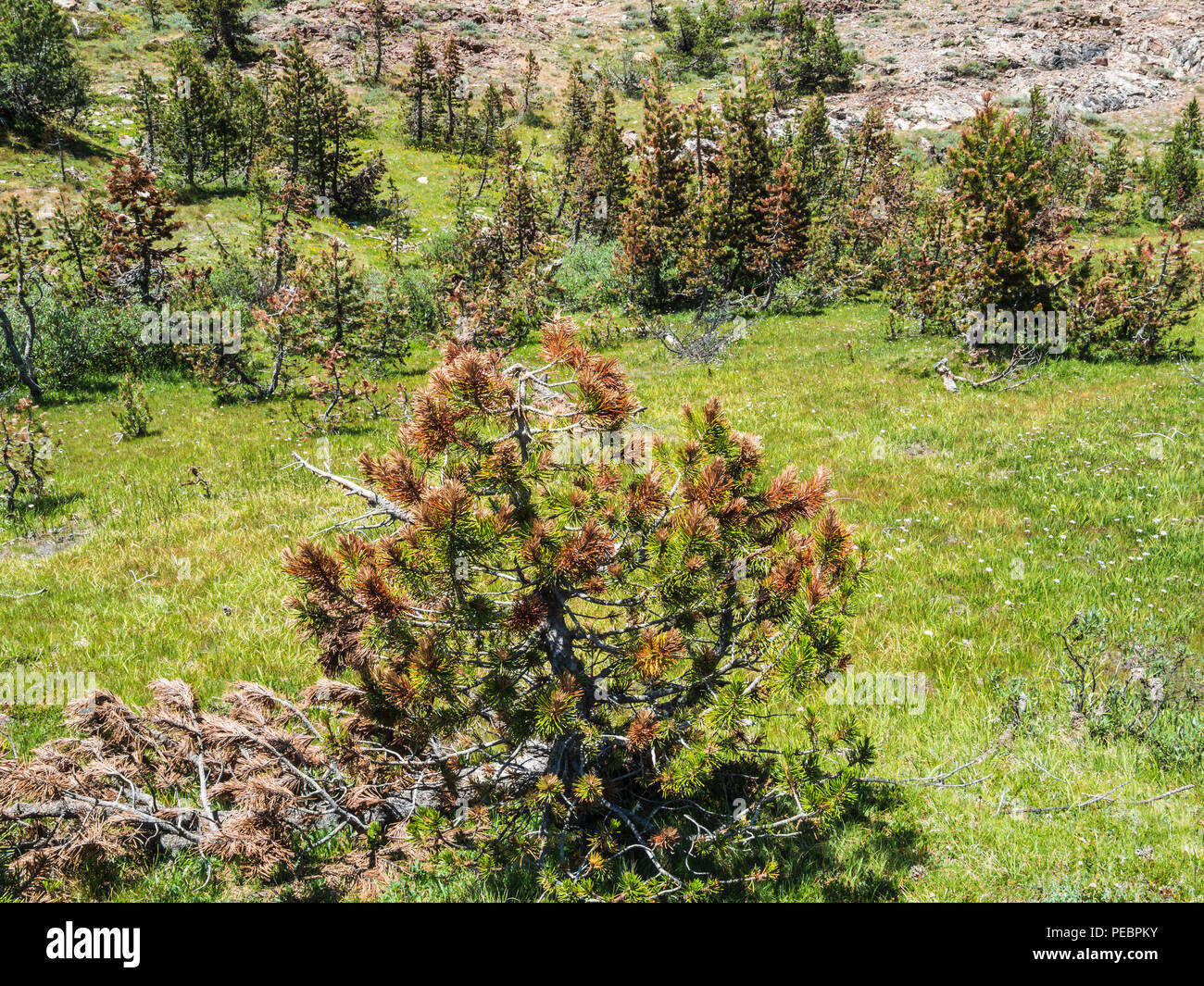 pine trees dying from bark beetle infestation Stock Photo Alamy