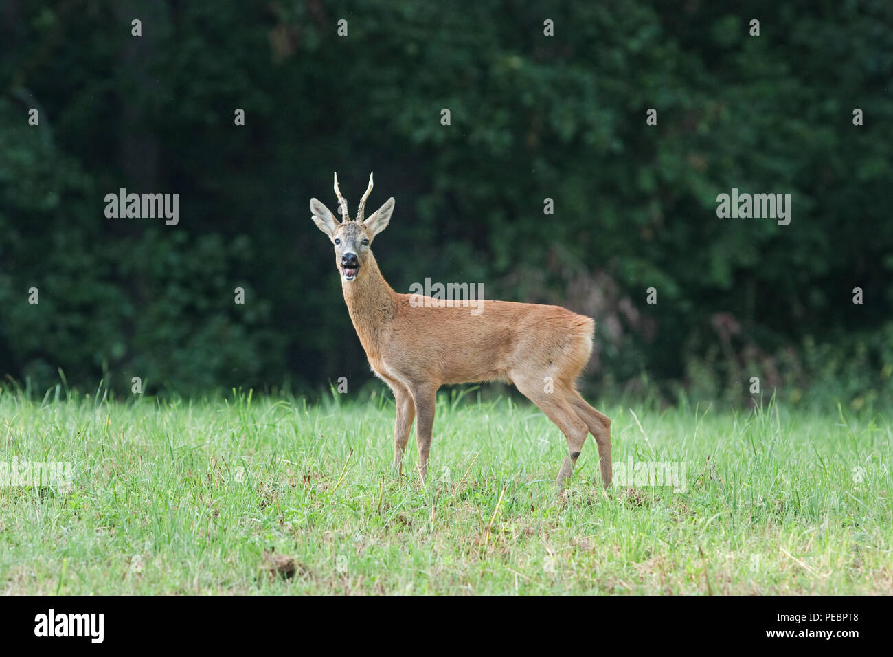 Deer reproduction hi-res stock photography and images - Page 3 - Alamy