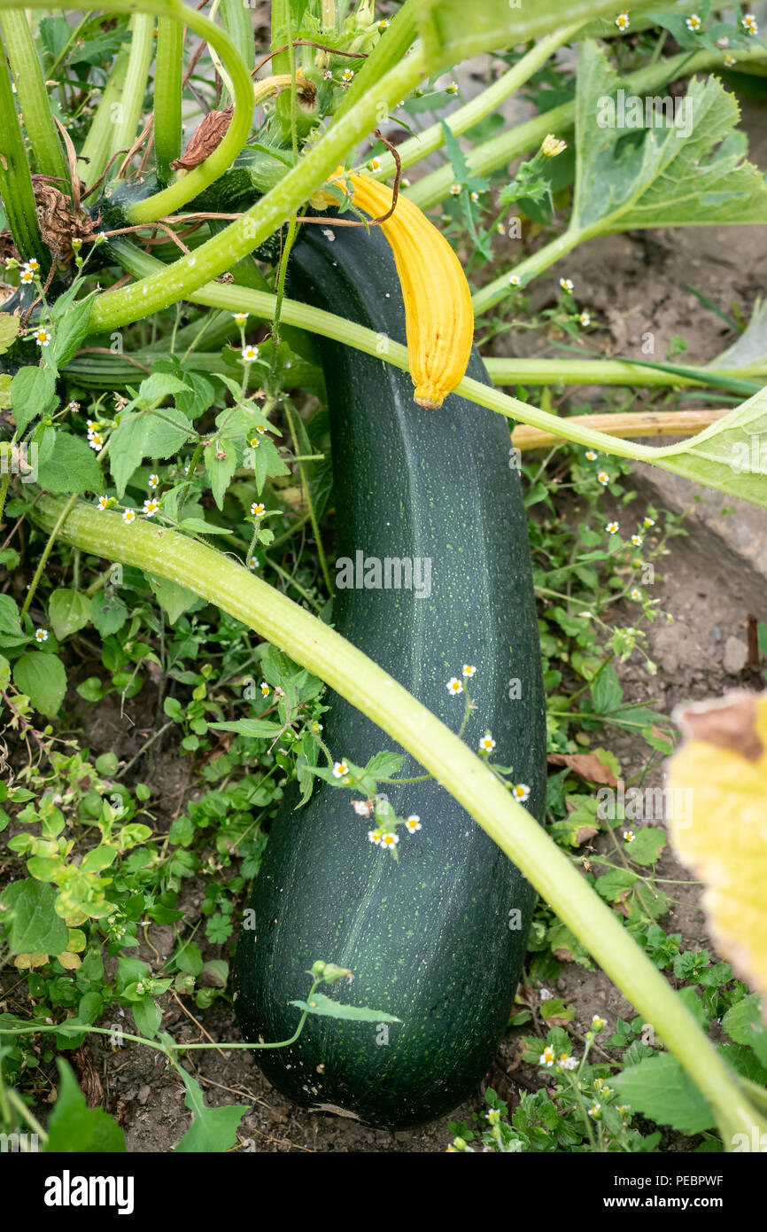 Green zucchini in garden. Zucchini plant and flower. Growing zucchini
