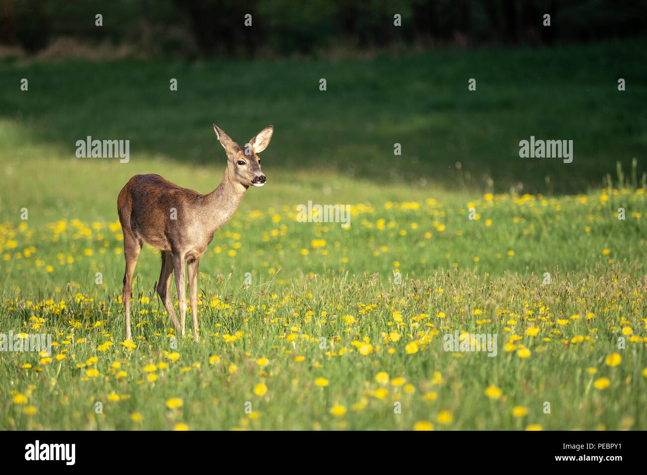 Roe deer fawns and spring hi-res stock photography and images - Alamy