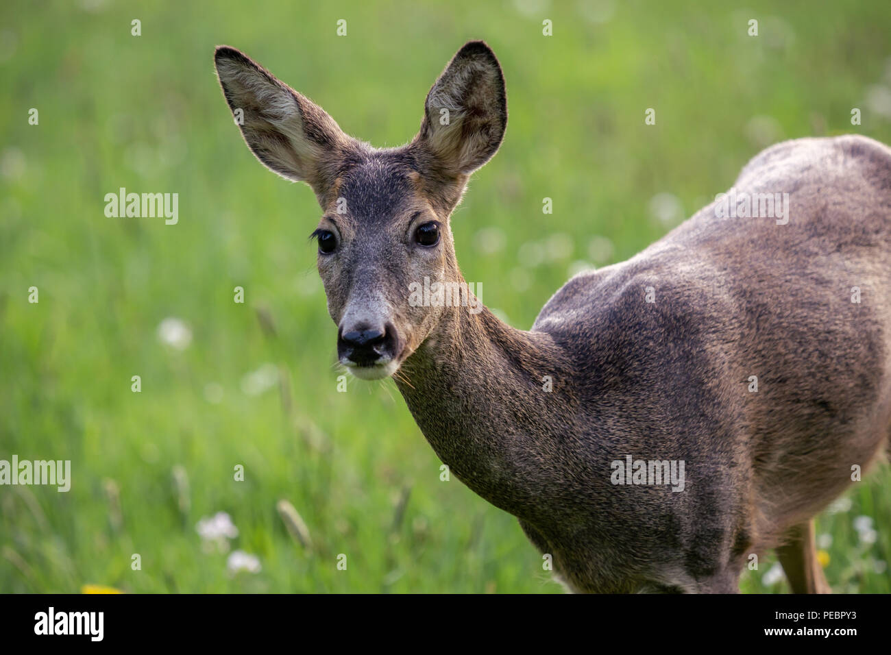 Roe deer fawns and spring hi-res stock photography and images - Alamy