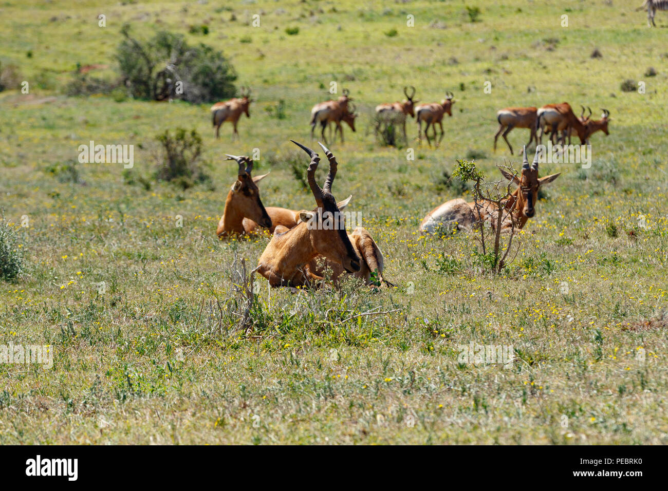 Herd of Red Hartebeest grazing in the grass in the field Stock Photo
