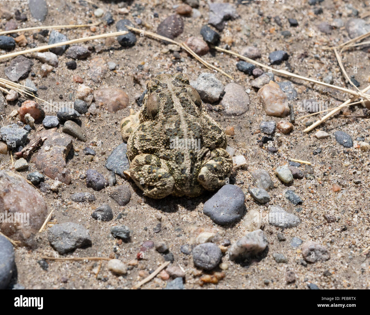 Close up of a Woodhouse Toad, Anaxyrus woodhousii, with tan and olive green stripes and multiple warts. Its back is to the camera and it is sitting am Stock Photo