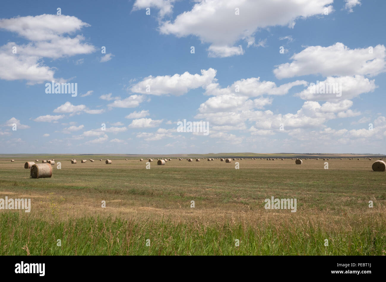 A hay field with large round hay bales with blue sky and fluffy white ...