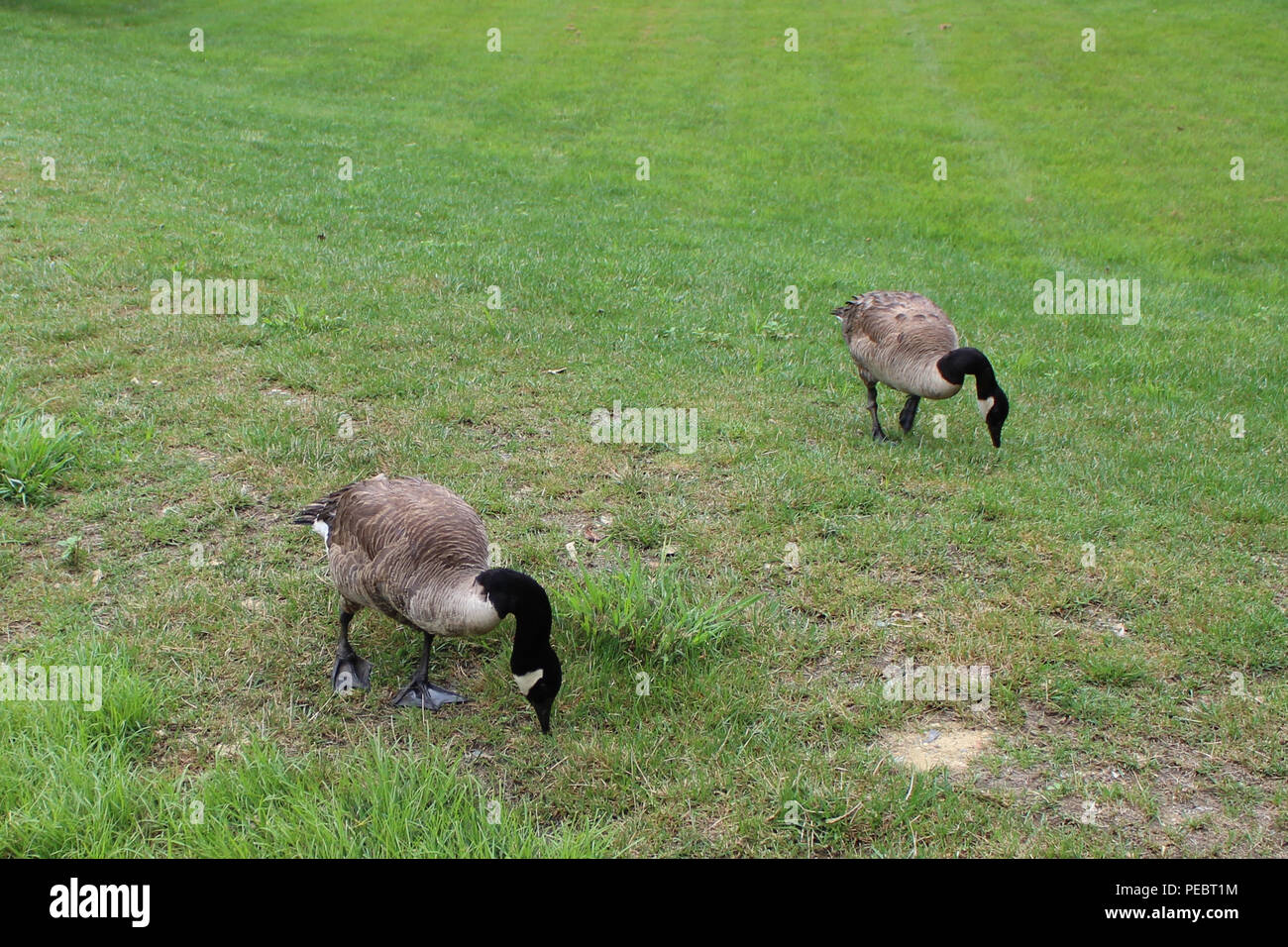 Geese eating grass Stock Photo Alamy