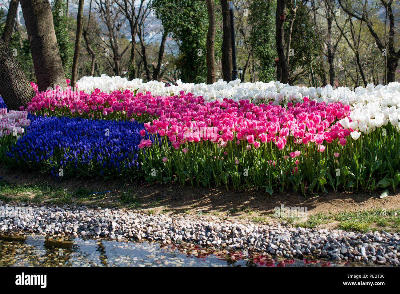 tulips of various colors in nature in spring time Stock Photo - Alamy