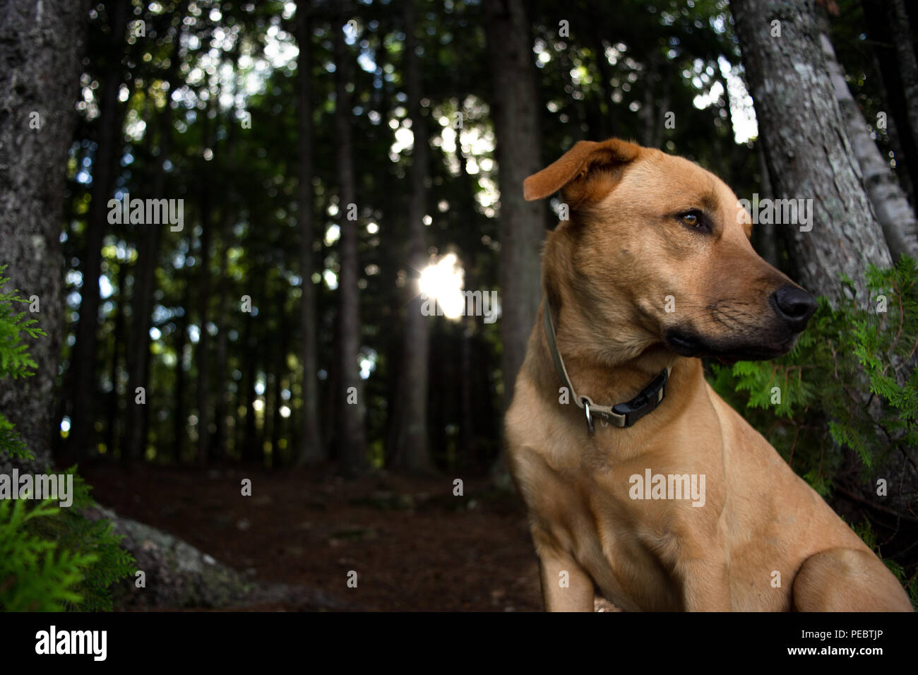 Dog In Tall Grass Stock Photo - Alamy - Lawn Care For Dogs With Tall Grass