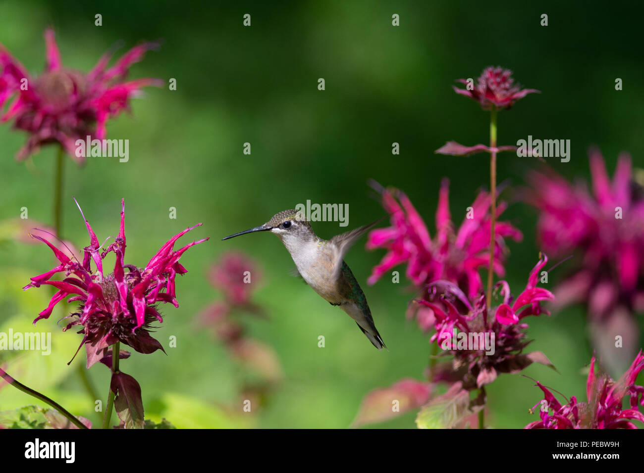 A Ruby-throated hummingbird flying near Bee Balm Flowers Stock Photo