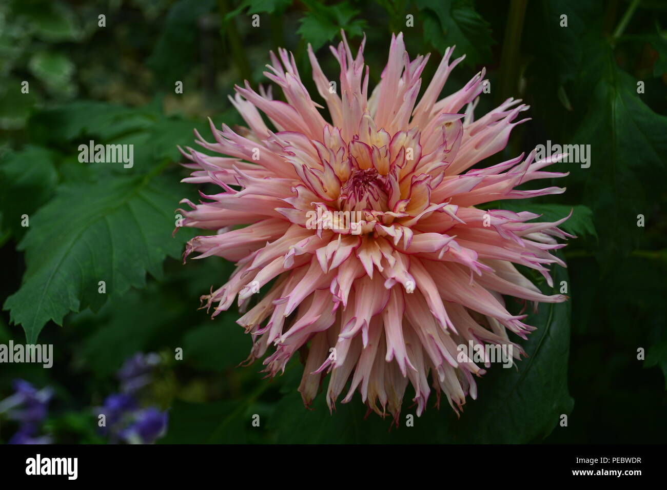 Beautiful pink dahlia park hi-res stock photography and images - Alamy