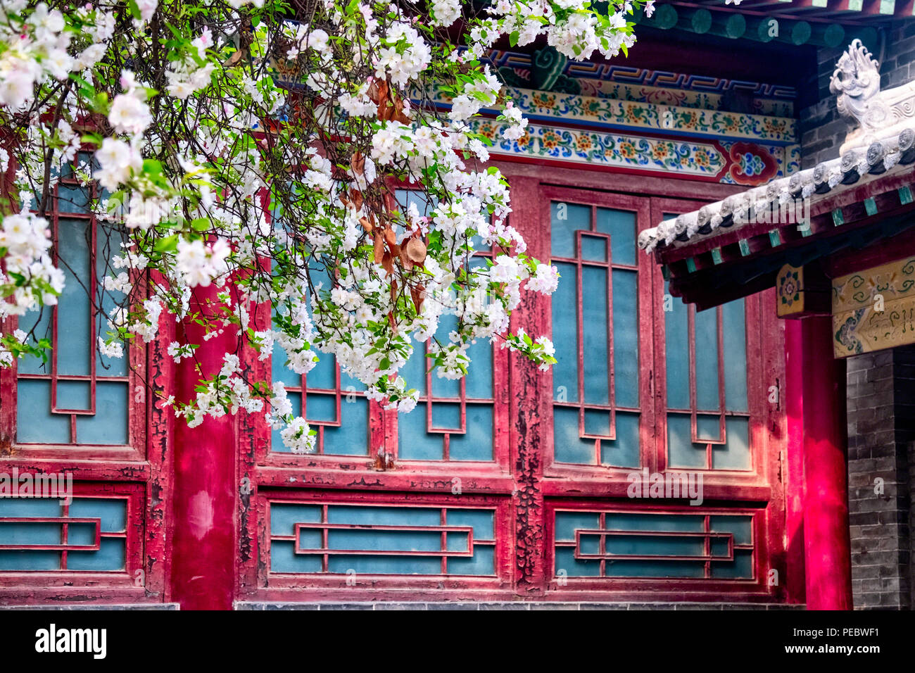 Blooming Tree in front of a Historic Building,  Forest of the Stone Steles, Beilin, Shian, Shaanxi Province, China Stock Photo