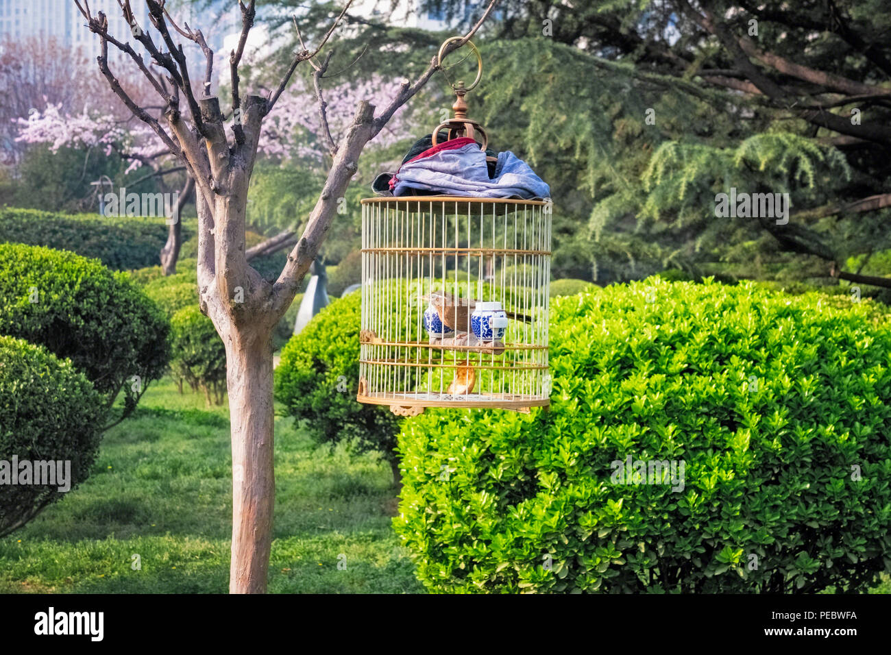 Pet Bird in a cage in a Park -Walking Pet Birds in China, Xi'an, Shhanxi, China Stock Photo