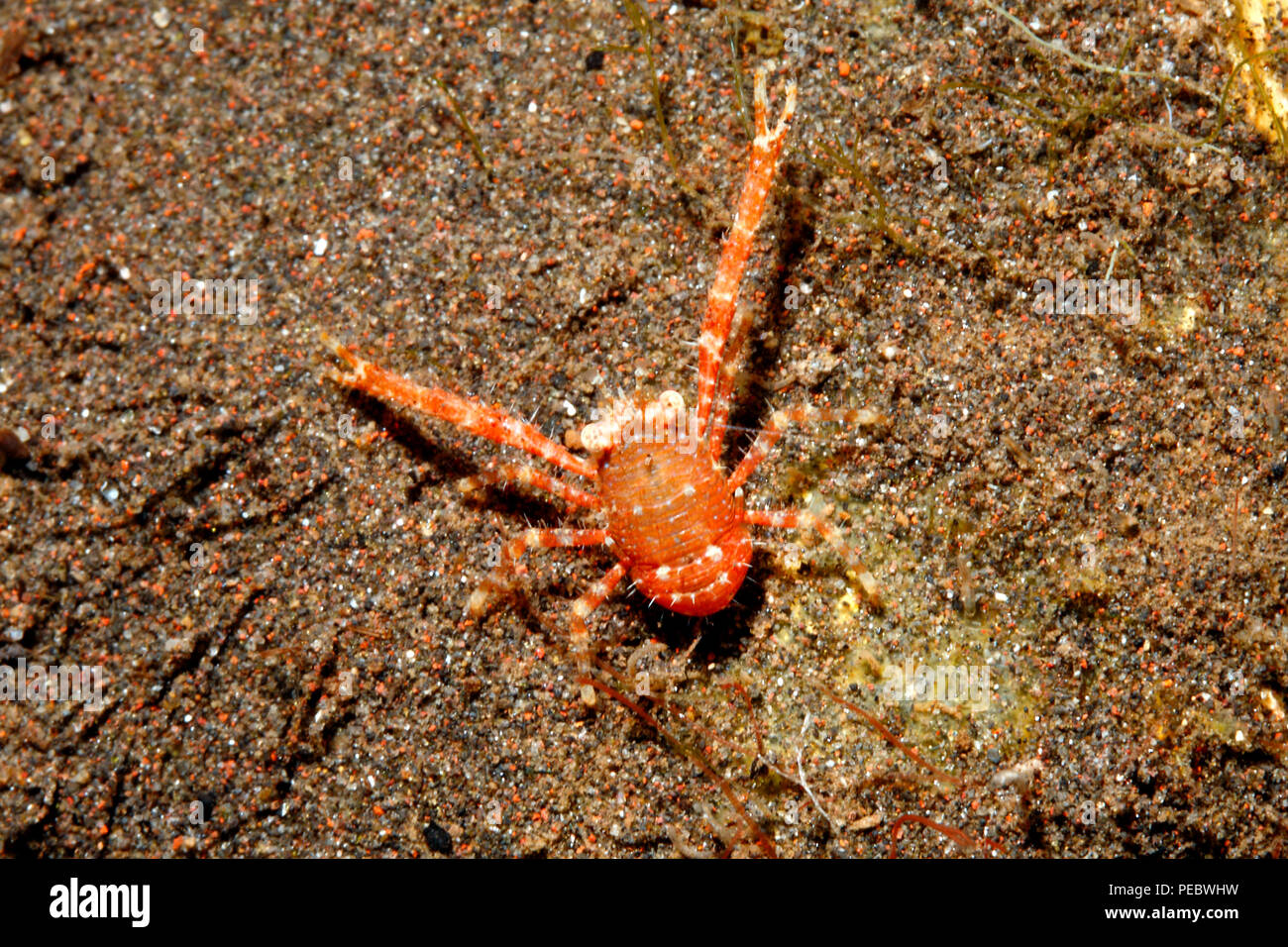 Squat Lobster, Galathea sp. Tulamben, Bali, Indonesia. Bali Sea, Indian Ocean Stock Photo