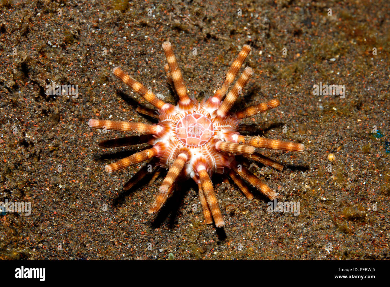 Ten Lined Sea Urchin, or Hidden Sea Urchin, Eucidaris metularia.Tulamben, Bali, Indonesia. Bali Sea, Indian Ocean Stock Photo