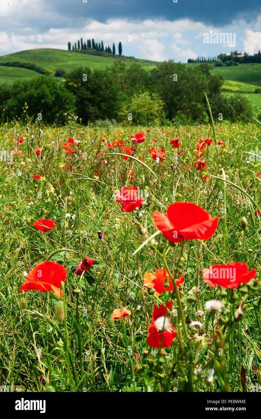 Tuscan Countryside With Poppies High Resolution Stock Photography and ...