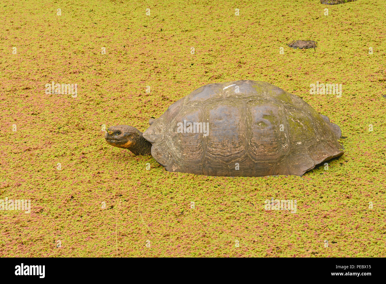 Galapagos Tortoise in a Shallow Pond that is covered in pond weed on Santa Cruz Island in the Galapagos Stock Photo