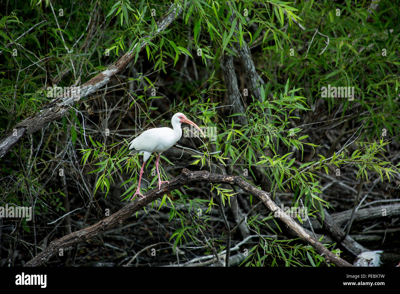 Ibis in the bush inside Big Cypress National Preserve, Everglades, Florida Stock Photo