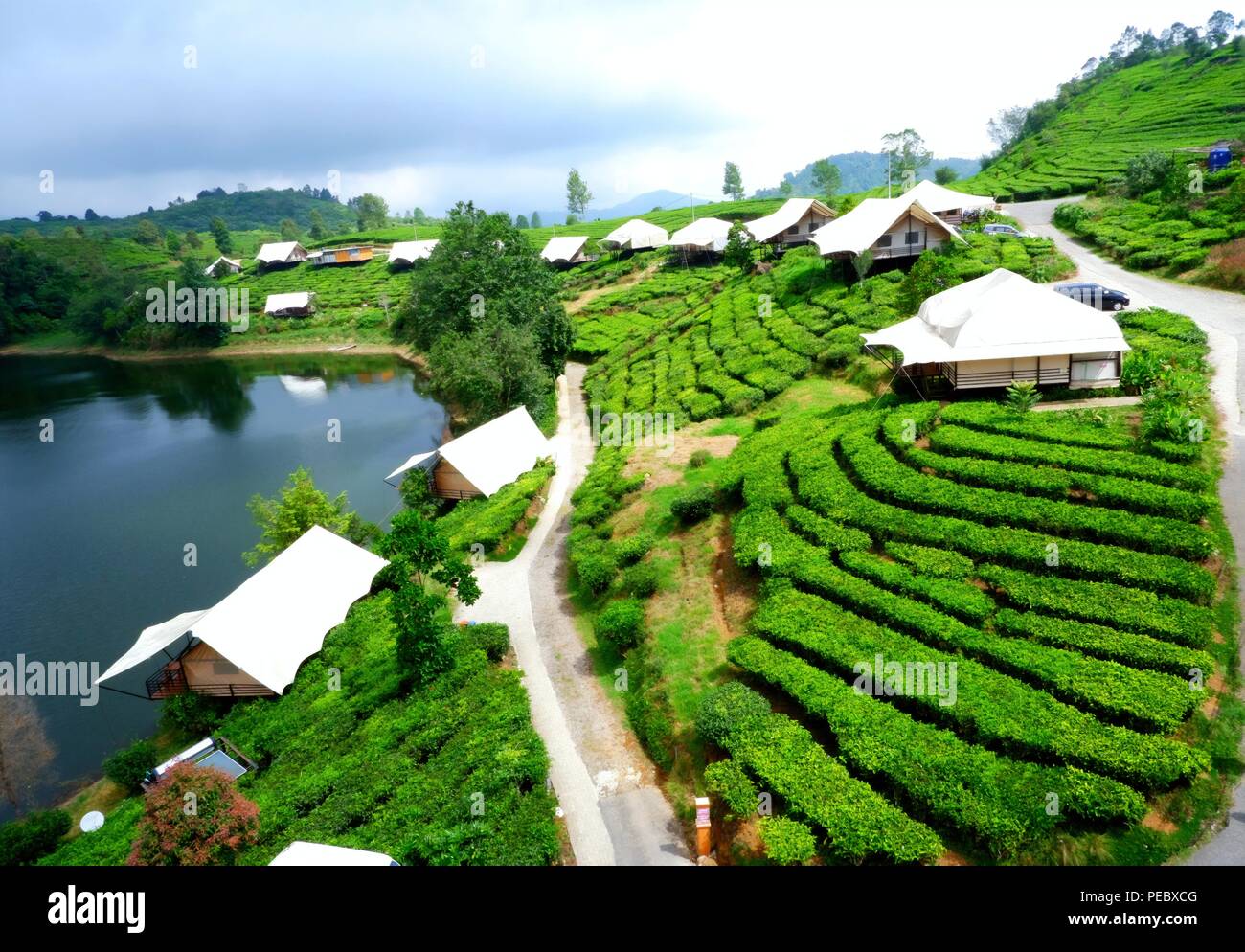 Tea Plantation by the River side Stock Photo - Alamy