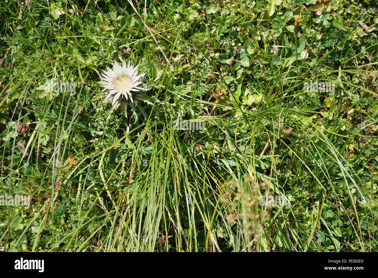 flower meadow alps Germany mountain terrain Stock Photo