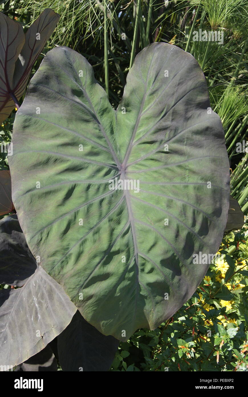 plante de France Stock Photo Alamy