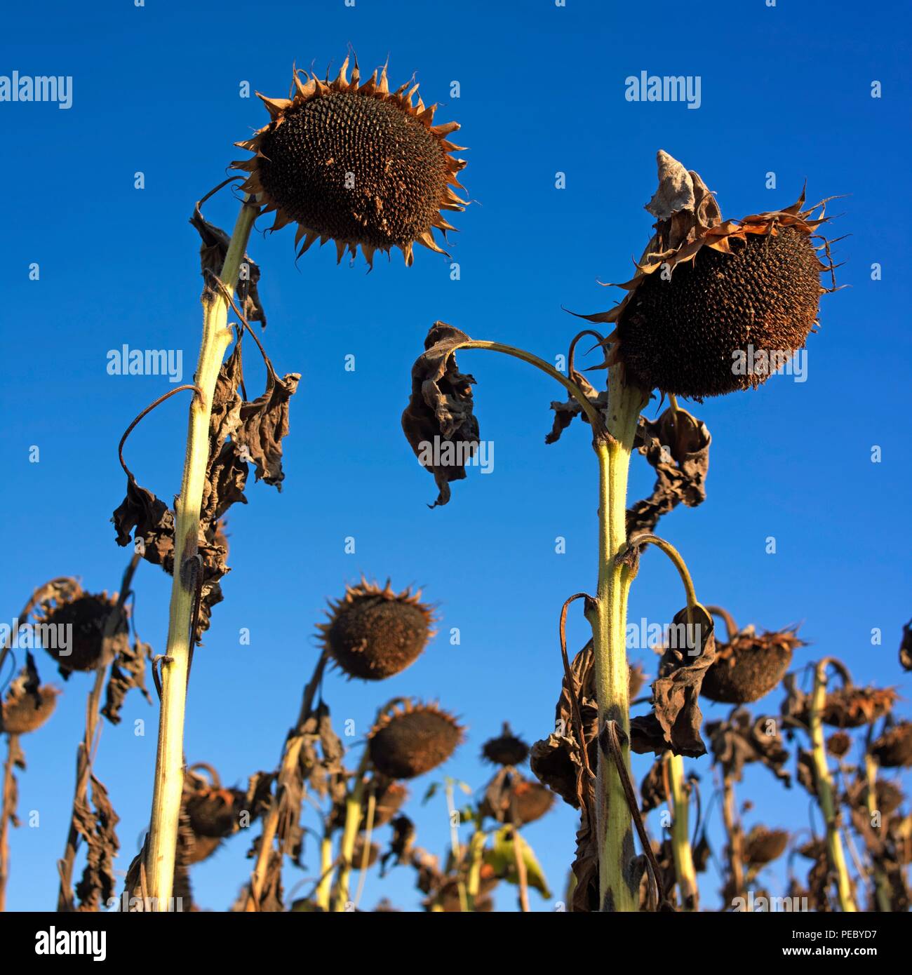 Closeup shot of wilting sunflowers in the filed under the sunlight Stock Photo