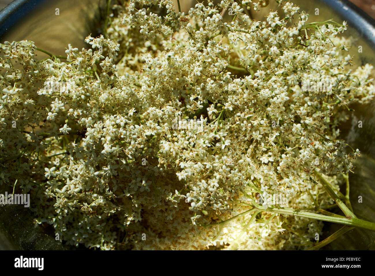 gathering elder flower flowers in the uk Stock Photo
