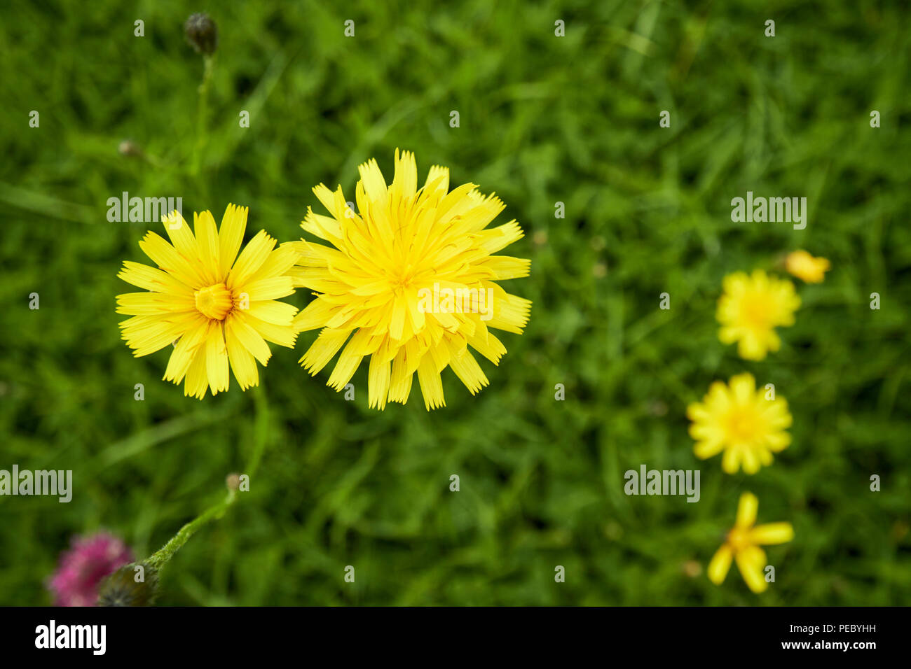 cats ear hypochaeris radicata yellow wild flower growing in a field in ireland Stock Photo